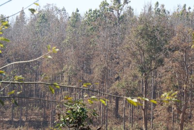  सालको रूखमा महामारी, मथ पुतलीले पात सखाप 